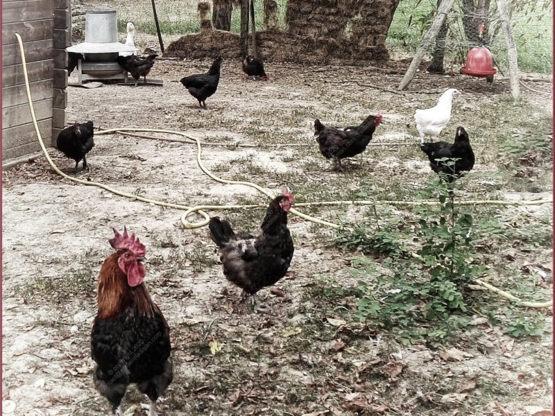 Un Dimanche à la Campagne